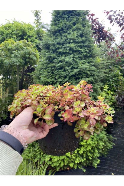 Очиток помилковий Вуду  - 3л/вис.5-10см/Ø10-15см